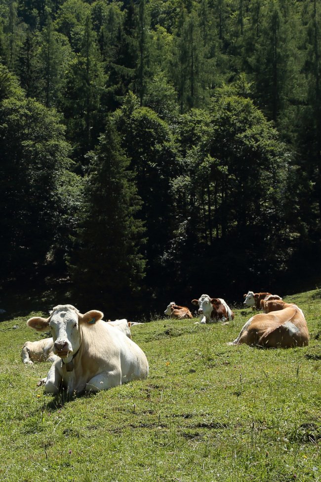 Kühe auf Bergweide
